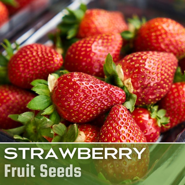Strawberry seeds  - 200+