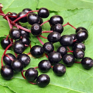 Elderberry seeds -  225 seeds