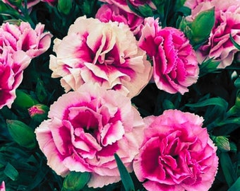 Dianthus seeds - 225+