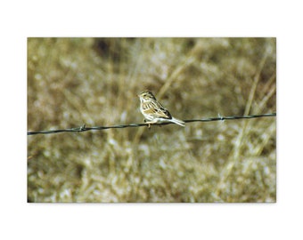 Birdie on Barb Wire