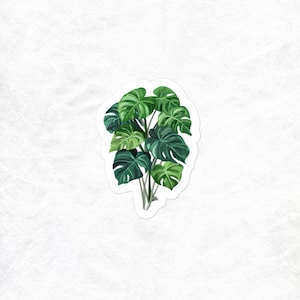 Philodendron Bundle