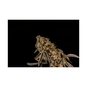 Crystal-Coated Cannabis, Cannabis Photography, (Platinum OG Punch Breath), Premium Wandposter