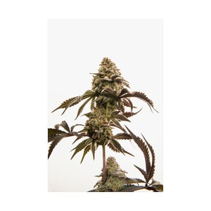 Crystal Coated King, Cannabis-Fotografie (Platin OG Punch Breath), Premium Wandposter