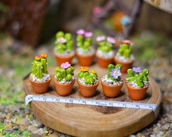 Może przedstawiać: Miniaturowe zielone rośliny kaktusów z kolorowymi kwiatami w małych doniczkach z terakoty ułożone na drewnianej powierzchni. Biała linijka z czarnymi oznaczeniami umieszczona w pobliżu roślin. Scena rozgrywa się na zewnątrz.