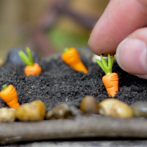 Pode incluir: Uma mão planta uma cenoura laranja em miniatura em solo marrom escuro. A cenoura é cercada por pequenas pedras marrons e outras cenouras em miniatura.
