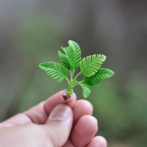 Può includere: Primo piano di una piccola pianta verde vibrante con più foglie. Le foglie hanno un aspetto dettagliato e strutturato. La pianta è tenuta nella mano di una persona, con uno sfondo verde sfocato.