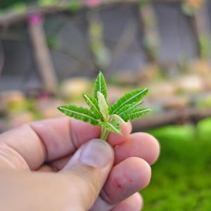 May include: A close-up of a small, green plant with delicate leaves held in a hand. The plant has a light green center and darker green edges with white veins. The background is blurred, showing a miniature wooden bench and green moss.