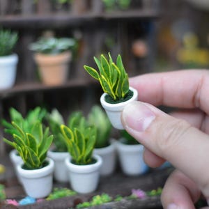 May include: A collection of miniature potted plants in white pots. The plants have green and yellow leaves. One plant is being held in a hand.