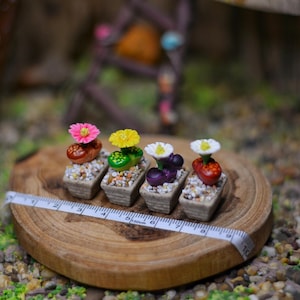 Miniature Cactus, Living Stone/Lithops in the small pot: Handmade Clay Plant/Flower for Miniature Garden/Shop/Dollhouse Decoration