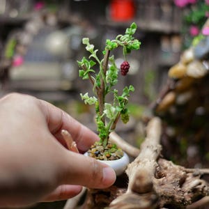 May include: Miniature bonsai tree in a white ceramic pot. The tree features small green leaves, a brown trunk, and a single red berry. The bonsai is set against a blurred background of a miniature garden scene.