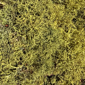 Natural Wolf Lichen