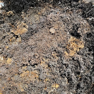 Zwart geverfde inheemse mossen