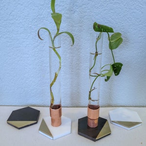 May include: Two glass test tubes with copper bases and marble and black hexagon coasters. The test tubes contain water and a green plant with roots.