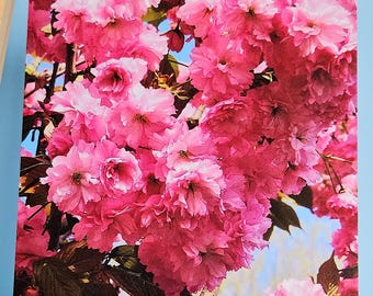 Cherry blossoms in Cologne, postcard, photo, glossy