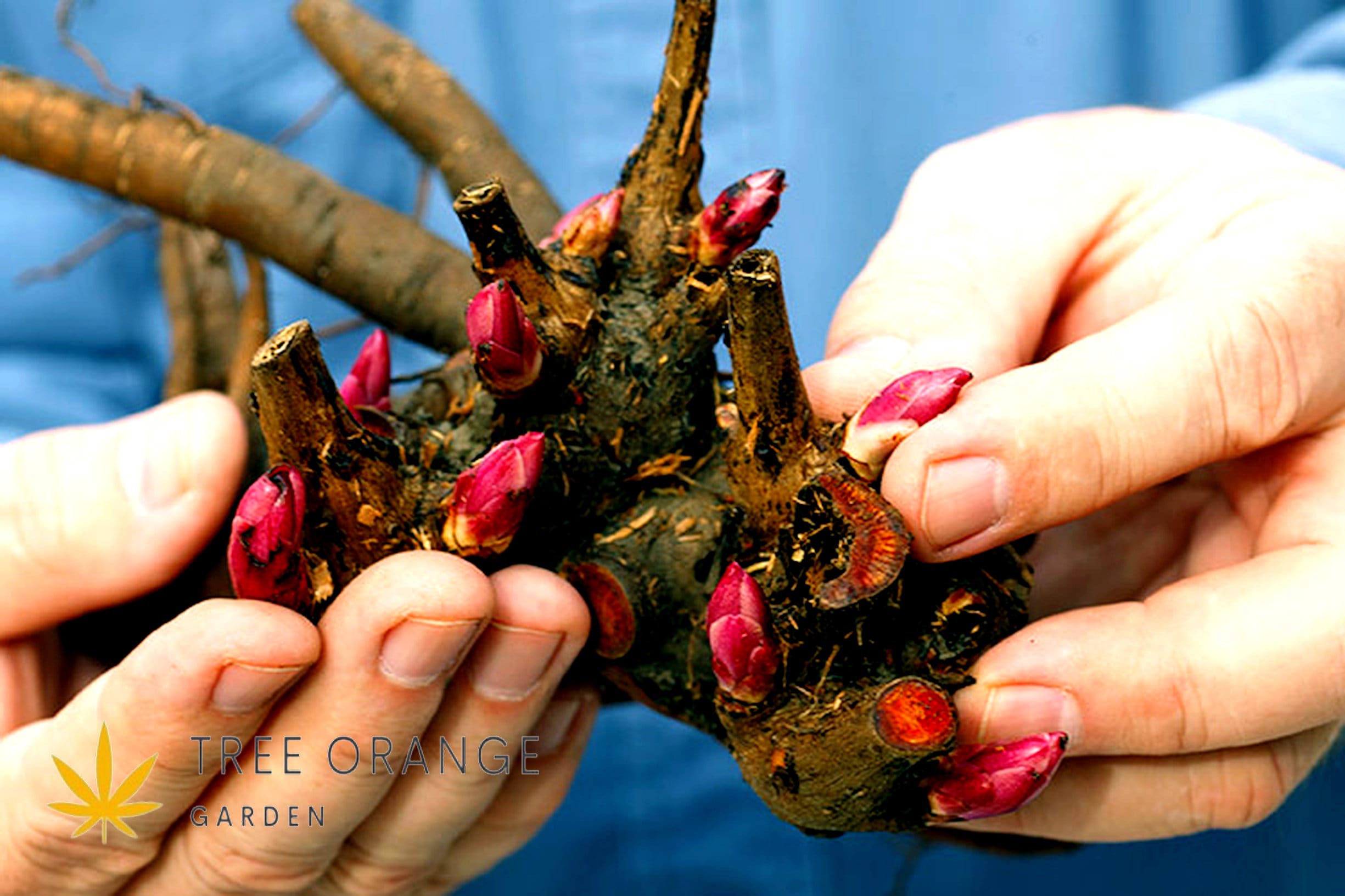 Peony garden Treasure Bare Roots - Etsy