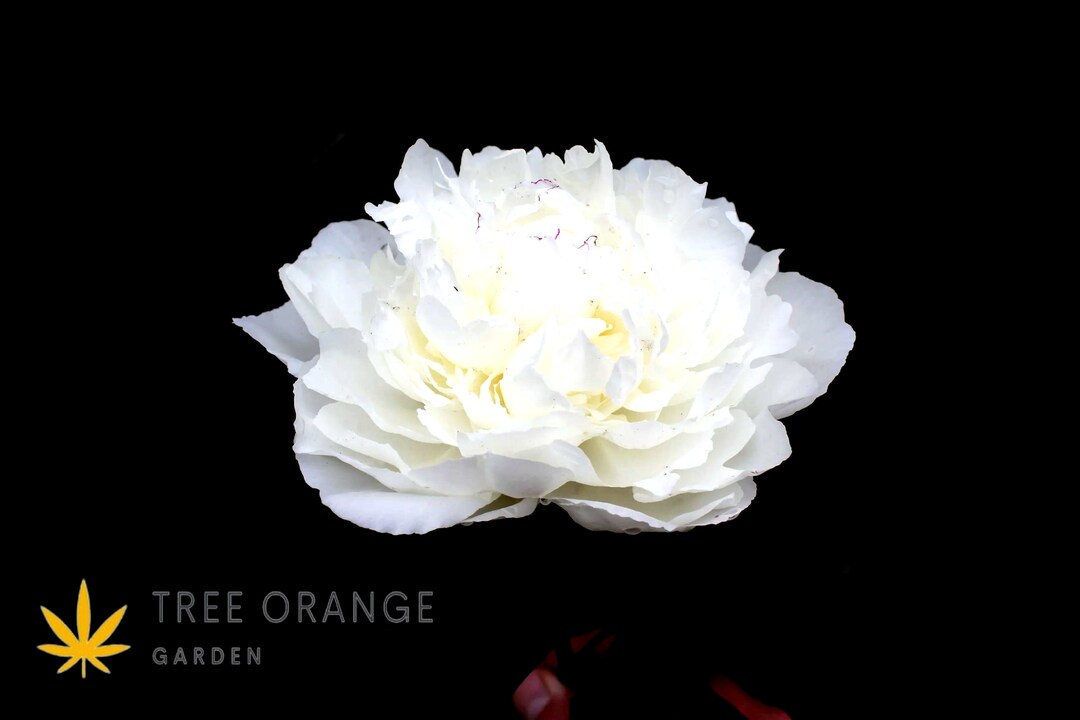 Peony odile Bare Roots - Etsy