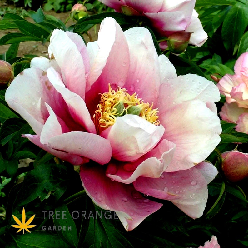 Peony pastel Lilas Bare Roots Etsy