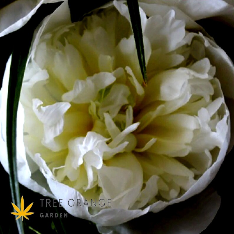 Peony duchesse De Nemours Bare Roots Etsy