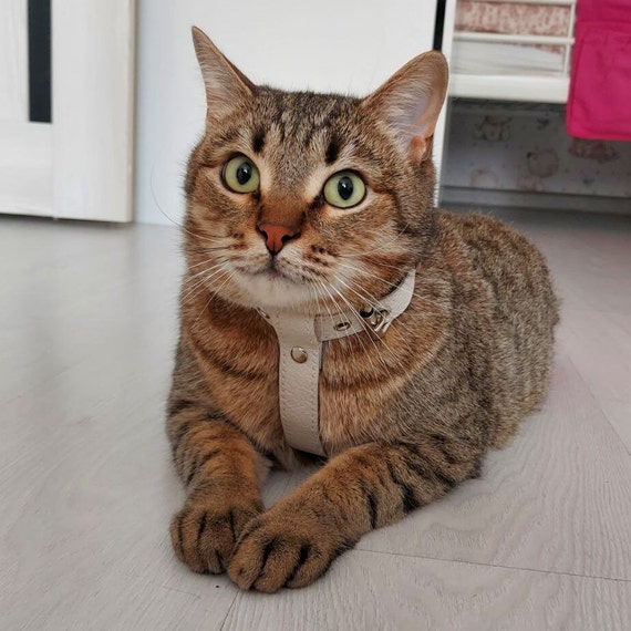 DIY Leather Cat Harness Pattern Craft a Stylish and Comfortable Feline Accessory Etsy