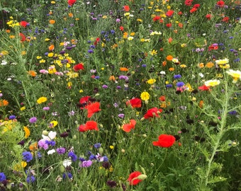 Sementes de flores silvestres 50g 100% britânicas, perfumadas e sem grama. Mix de flores silvestres anuais para prados. Cores vibrantes que atraem abelhas e borboletas.
