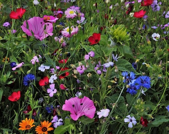 Mix de sementes de flores silvestres anãs (10g) do Reino Unido para atrair borboletas - Flores anuais para jardim, escola e presente - Sementes 100% premium do Reino Unido para prados de flores silvestres