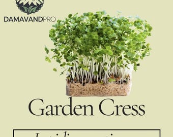 Tuinkers 1000 zaden Snelgroeiend, voedzaam en gemakkelijk te kweken Perfect voor salades, microgroenten garnering GGO-vrij 100% UK Premium Seeds