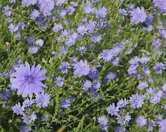 Chicory Wildflower 1500 Seeds Cichorium intybus Blue Wild Flower Easy to Grow 1500 Seeds Great pollinator 100% UK premium seeds for bees etc
