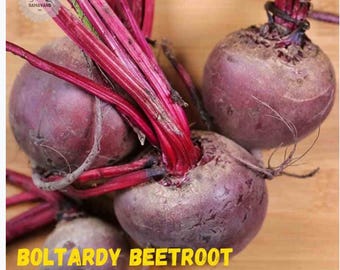 Boltardy Beetroot Seeds 150 zaden Snelgroeiend, voedzaam, gemakkelijk te kweken Perfect voor salades, microgroenten garnering GGO-vrij 100% UK Premium