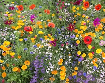 Mix de 500g de sementes de flores silvestres, 100% premium do Reino Unido, com 21 espécies. Flores amigas das abelhas. Sem grama. Mix puro de flores silvestres. Encomende em grandes quantidades. Compre flores silvestres em grandes quantidades.