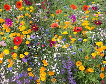 10g Dwarf Wildflower Meadow Seeds Pure Flower 100% Seeds NO Grass NO Fillers Uk premium wildflowers Attracts Bees and Butterfly