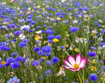 Puede incluir: Un campo de flores silvestres azules con una sola flor rosa y blanca en el centro.