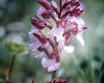 20 x Vintage Orchid projector Slide - French Alps Botanical Photography, Mountain Flower Film Positive