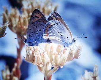 20 x Butterfly Film Slides: Insect Projector, Art & Scrapbook Supply, Mountain Bug film positive