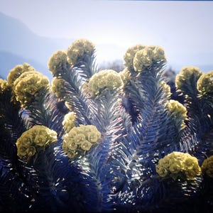 Peut inclure: Gros plan d'une plante aux tiges épineuses bleu-vert et aux grappes de fleurs jaunes. La plante est mise au point, avec une chaîne de montagnes floue en arrière-plan. L'image est bien éclairée, la lumière du soleil mettant en valeur la texture de la plante.