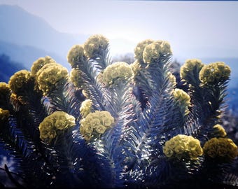 20 x Vintage Botanical 35mm Slides: French Alps Mountain Flora Photography, Nature Lover Gift