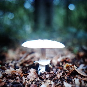 May include: A white mushroom with a wide cap stands in a forest setting. The mushroom is centered in the frame, surrounded by fallen leaves and a blurred green background. The image has a soft, natural aesthetic.