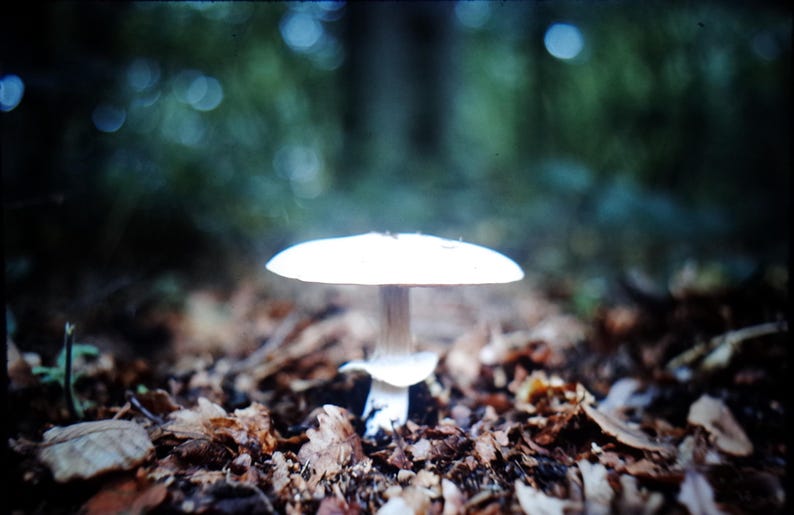 May include: A white mushroom with a wide cap stands in a forest setting. The mushroom is centered in the frame, surrounded by fallen leaves and a blurred green background. The image has a soft, natural aesthetic.