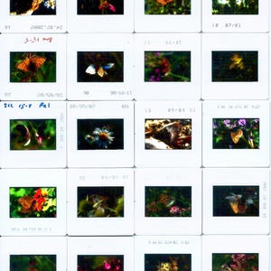 May include: A collection of 16 slides featuring close-up photographs of butterflies in various colors and patterns, including orange, brown, white, and black. The slides are arranged in a grid format and are labeled with dates and numbers.