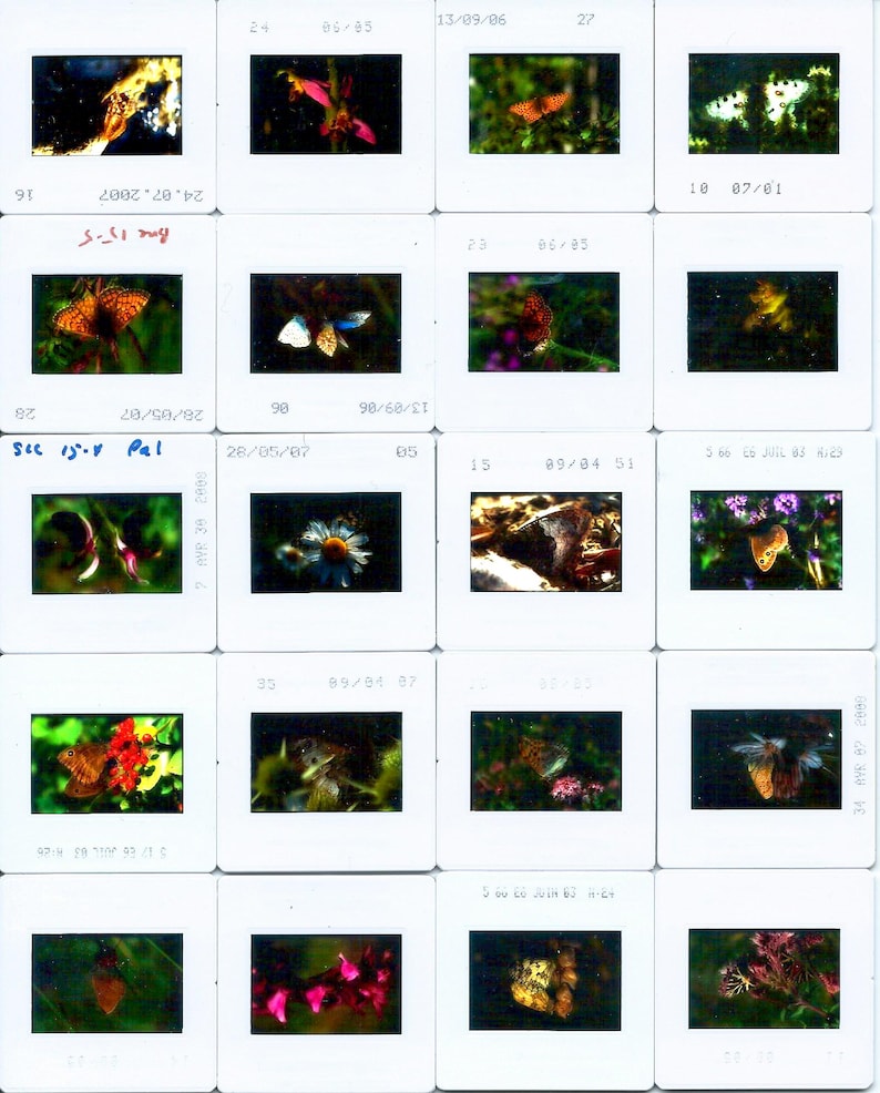 May include: A collection of 16 slides featuring close-up photographs of butterflies in various colors and patterns, including orange, brown, white, and black. The slides are arranged in a grid format and are labeled with dates and numbers.