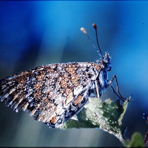 May include: A brown and white butterfly with black markings sits on a green leaf. The butterfly has dew drops on its wings.