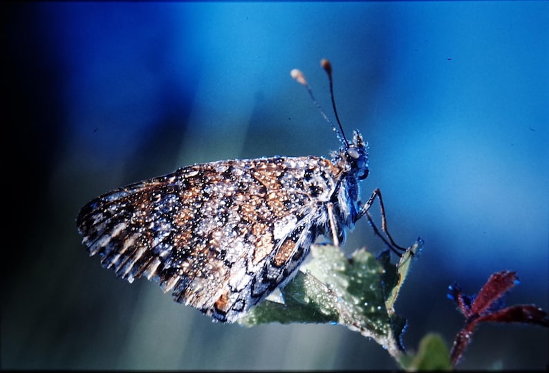 May include: A brown and white butterfly with black markings sits on a green leaf. The butterfly has dew drops on its wings.