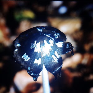May include: A close-up shot of a dark mushroom with a black cap and white markings. The mushroom's cap is open, revealing a white interior. The stem is white, and the background is blurred, with brown and tan tones.