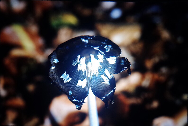 May include: A close-up shot of a dark mushroom with a black cap and white markings. The mushroom's cap is open, revealing a white interior. The stem is white, and the background is blurred, with brown and tan tones.