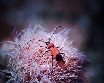 20 x Vintage Insect Slide: French Alps Macro Photography, Entomology Collectible, Bug Film Positive