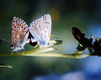 10 x Butterfly Film Slides: French Alps Nature Photography
