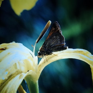 May include: A brown butterfly with black markings rests on a white flower with yellow edges. The flower is against a dark blue background.