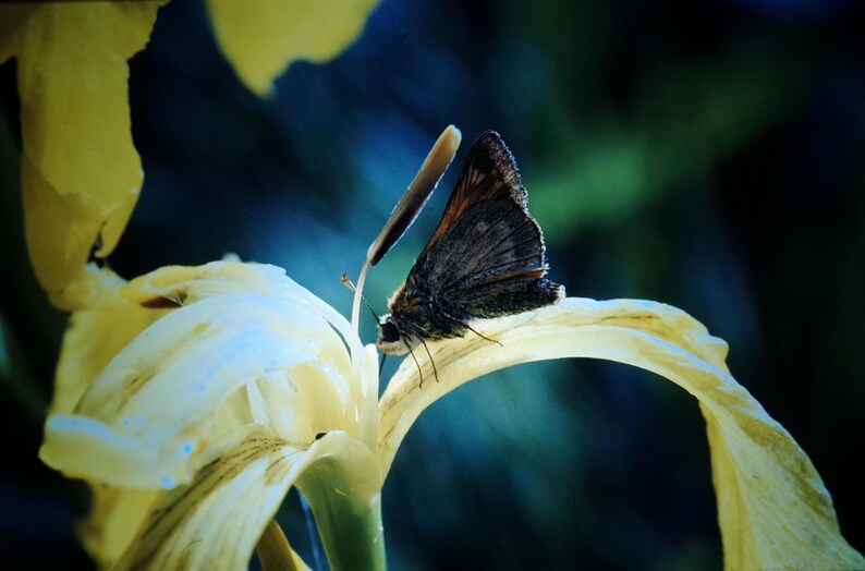 May include: A brown butterfly with black markings rests on a white flower with yellow edges. The flower is against a dark blue background.