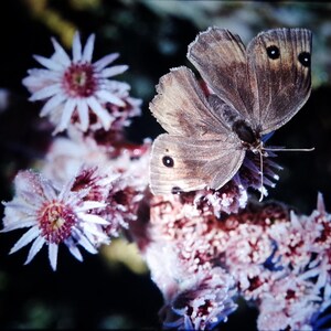 May include: A brown butterfly with black spots perched on a cluster of delicate, light purple flowers with pink centers.
