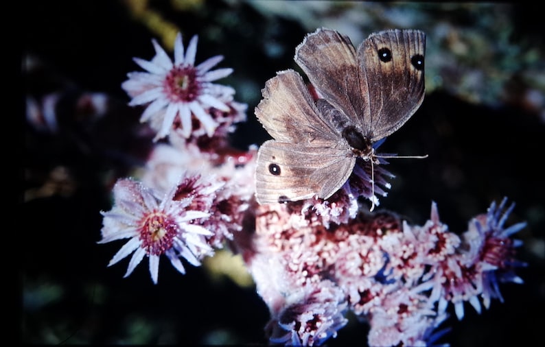 May include: A brown butterfly with black spots perched on a cluster of delicate, light purple flowers with pink centers.