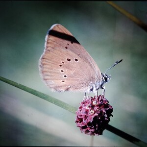 May include: A brown butterfly with white spots perched on a pink flower. The butterfly has its wings spread out and is facing to the right. The flower is in focus and the butterfly is slightly out of focus.